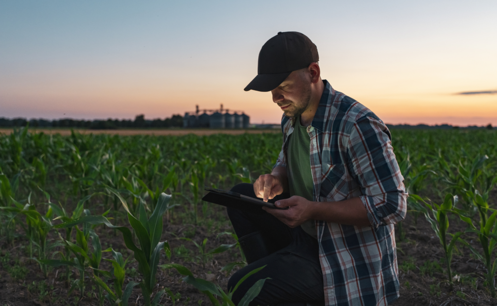 Man holding tablet in young corn field at dusk.